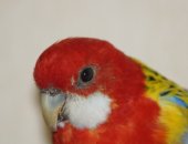 Продам птицу в Мытищи, Попугайчик ищет нового хозяина, очень красиво поёт, очень пёстрый