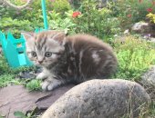 Продам шотландская, самец в Пятигорске, Шотландские котята, рожденные 16 апреля, Милые