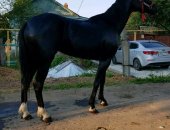 Продам лошадь в Ворсме, лошадку "Чародейка" Порода русская рысистая! 3х годовалая в холке