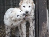 Продам собаку среднеазиатская овчарка в Новороссийске, Питомник Среднеазиатских овчарок