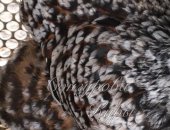 Продам с/х птицу в Славянске-на-Кубани, Всегда в наличии инкубационное Яйцо/Цыплята
