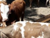 Продам корову в Волгограде, бычки мясной породы 34 голов, из них 3 головы телки а