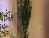 Продам комнатное растение в Новосибирске, Молочай треугольный, Высота растения с горшком