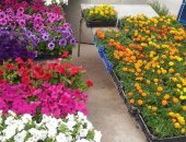 Продам комнатное растение в Новосибирске, Подсобное хозяйство реализует цветочную