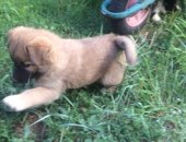 Продам собаку лайка в Улане-Удэ, Мать, отец не известен : Щенки упитанные и дружелюбные