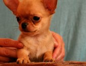 Продам собаку чихуахуа в Брюховецкой, Чистопородный мальчишка, Маленькое курносое
