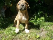 Продам собаку стаффордширский терьер в Тольятти, Здоровые активные щенки от мамы