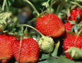 Продам ягоды в Абакане, ягоду клубника садовая в народе Виктория собственное производство