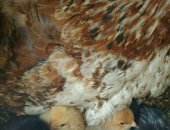 Продам с/х птицу в Кургане, Курица с цыпами, Продается загорская лососевая курица с