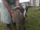 Продам козу в Кирсанове, Козлята, 2, 5 месяца, находятся в Кирсановском районе, есть