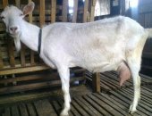 Продам козу в Отрадном, Продаётся козочка, 5 месяцев, Мама фото 2, 3 после второго окота