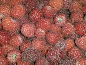 Продам сахар в Москве, Отборная малина со своего участка на юге Подмосковья, Протертая с