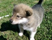 Продам собаку аляскинский маламут, самка в Тюмени, - отличный друг для взрослого и для