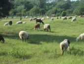 Продам барана в Абадзехской, тся овци-метисы романовская эльдибаевский, Овцы - 70 штук