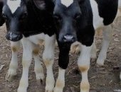 Продам корову в Шкуринской, Имеются в наличие бычки мясного направления возраст от 1
