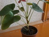 Продам комнатное растение в Воронеже, Антуриум Андре, красный, высота около 25 см - 300
