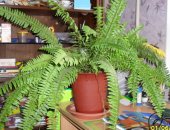 Продам комнатное растение в Саратове, Комнатный папоротник, крупный папоротник в горшке