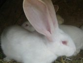 Продам заяца в Асбесте, Кролики великаны, кроликов великанов для разведения породы