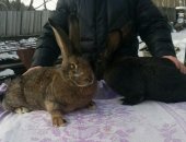 Продам заяца в Асбесте, Ризен - крупнейшая из всех пород кроликов гигантов в мире