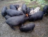 Продам свинью в Шаталове, Вьетнамские поросята кармалы, Дата опороса 05, 05, 18 и 22,