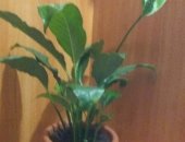 Продам комнатное растение в Благовещенске, Спатифиллум