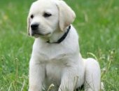 Продам собаку лабрадор в Москве, -ретривер - одна из самых популярных пород собак, Многие