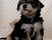 Продам собаку йоркширский терьер, самка в Сочи, Девочки йоркширского а, 2 месяца, мини и