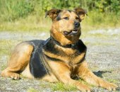 Продам собаку, самец в Мурманске, Барону около 4, 5 лет, Рост около 60 см в холке, Вес