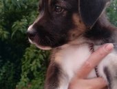 Продам собаку, самка в Краснодаре, Девочка, возраст 1, 5 месяца, Вырастет среднего роста