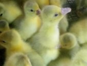 Продам с/х птицу в Брянске, Гусята, Крупный украинский серый гусь и светлый леггорд
