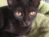 Продам кошку, самец в Ростове-на-Дону, Говорят, что чёрный кот, защитит и Вас и дом!