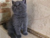 Продам шотландская, самец в Казани, тся котята чистокровные шотландцы, Котятам 2 месяца