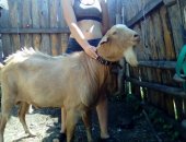 Продам козу в Ульяновске, срочно! Очень! Акция! породистого козла- производителя