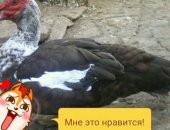 Продам с/х птицу в Новодмитриевской, Селезни индоутки, 700 руб, за шт