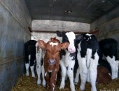 Продам корову в Бузулуке, телят бычков и тёлочек, телят 1 - 1, 5 - 2 месяца, Шустрые пьют