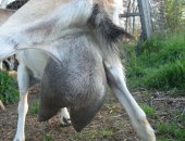 Продам козу в Клине, Козы альпийские дают по 3-3, 5 л вкусного молока без запаха, Коза
