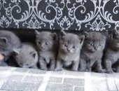 Продам британская, самец в Кемерове, Алиментный котенок! Ласковый, озорной кроха,