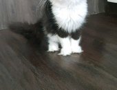 Продам мейн-кун, самка в Ижевске, Великолепная кошечка Мейн кун, возраст 4 месяца