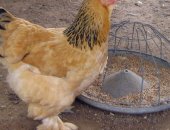 Продам с/х птицу в Тюмени, подрощенных цыплят мясо яичных пород, Брама светлая, Палевая и