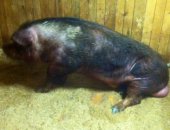 Продам свинью в Петрозаводске, ООО "Алаттуский скотный двор" готовит к продаже поросят