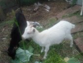 Продам козу в Ржеве, Козочки, тся козочки, 3 месяца, козлик 3месяца очень активный, коза
