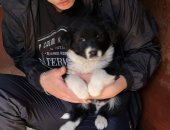 Продам собаку, самец в Новосибирске, Социализирован и бодр, активен и игрив, Ищем щенку