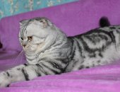 Продам шотландская, самец в Новосибирске, Скоттиш фолд вязка, Вислоухий кот на вязку