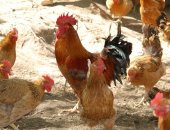 Продам с/х птицу в Омске, цыплят Кучинской юбилейной возраст 2 месяца, Быстро растут