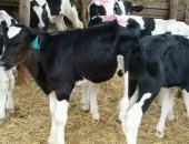 Продам корову в Аксае, Регулярно в наличии идеальные бычки из самых передовых и развитых