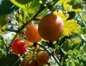 Продам ягоды в Тюмени, Крыжовник крупный сладкий, вишня, забирать на мысу