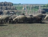 Продам барана в Набережных Челнах, Овцы Ярки, В продаже имеются Овцы и Ярки разных пород