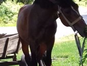 Продам лошадь в Поныри, Возраст 4 года