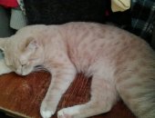 Продам кошку, самец в Перми, Котик-милашка:, Ласковый, любит поспать, делает приятный
