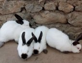 Продам заяца в Избербаше, Калифорнийцы чистокровные, Имеются несколько линий, Кролики